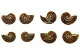 Cut & Polished Nautilus Fossils - 1/2 to 1" Size - Photo 3